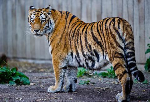 Man killed by three caged tigers in Italy