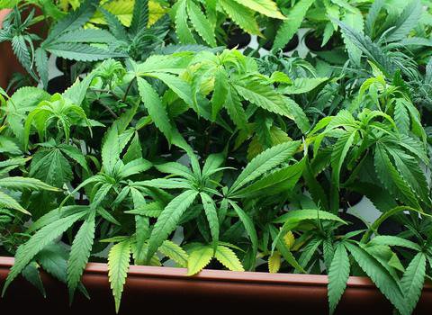 Polish man jailed for growing cannabis at house in County Limerick