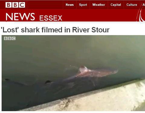 Walker stunned after spotting shark in Essex river 