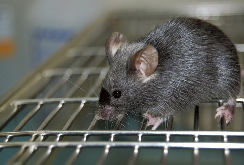 Tesco ordered to pay 57,000 pounds after inspectors discovered 'super mouse'  