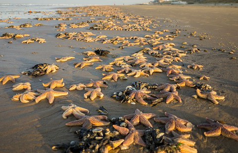 Tysiące martwych rozgwiazd na brytyjskich plażach