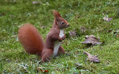 Walia ratuje rude wiewiórki, chce zwiększyć populacje tych zwierząt