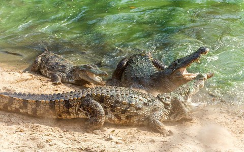 Australia: Krokodyle zagrożeniem dla miast po powodzi w stanie Queensland