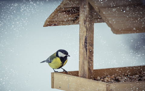 Is your bird feeder a danger to wildlife?