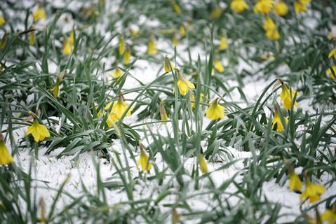GALERIA: Wielka Brytania pokryta śniegiem na dzień przed nadejściem wiosny 