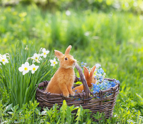"Nie kupujcie żywych króliczków na Wielkanoc!"