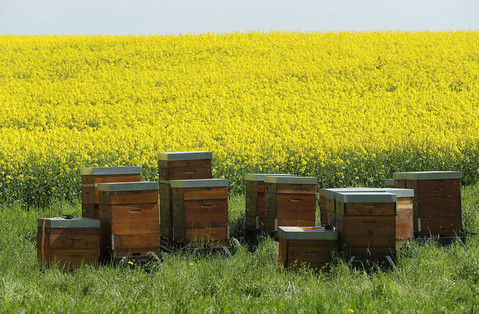 USA: Robotyczne pszczoły wkrótce zastąpią naturalne