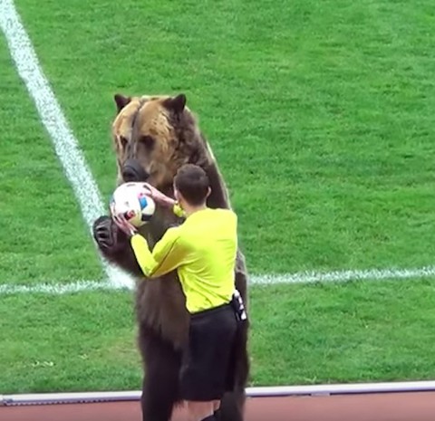 A controversial idea of the Russians. Bear and cock at matches