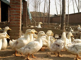 Bird flu detected on duck breeding farm in Yorkshire