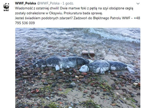 Martwe foki na plaży w Gdyni. "Miały pętle na szyjach"
