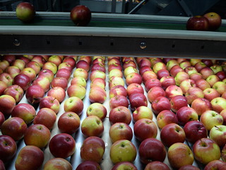 Polish apples arrived in Singapore spoiled?