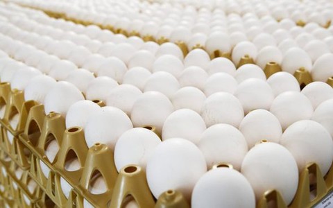 Niemcy: Wycofano kilkadziesiąt tysięcy jaj skażonych fipronilem
