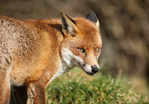 Londyn: Kobieta zaatakowana przez lisa. Wskoczył jej do łóżka