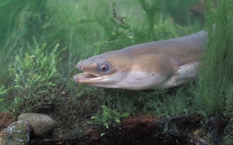 Eels are getting high on cocaine in Britain's drug-polluted rivers, say researchers