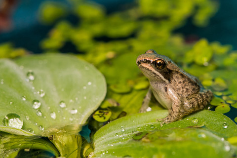 Coraz mniej żab i ropuch w brytyjskich ogródkach