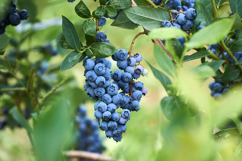 Polish blueberries are export hit
