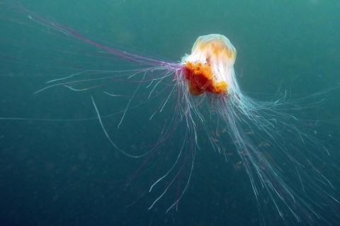Ogromne meduzy w irlandzkich wodach. 3 osoby w szpitalu