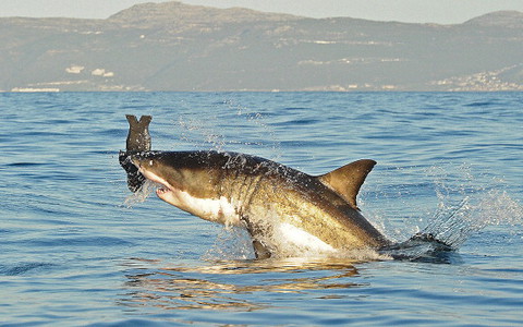Żarłacz ludojad w pobliżu Majorki. Pierwszy od ponad 40 lat