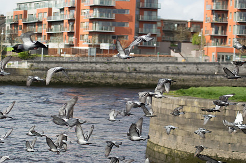 Irlandia: Limerick najtańszym miastem do wynajmu i kupna domu