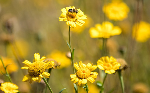 W UK zniszczono 97 proc. dzikich łąk. Mniej motyli i pszczół