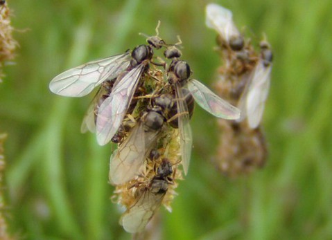 Irlandia: "Pogoda idealna dla inwazji skrzydlatych mrówek"