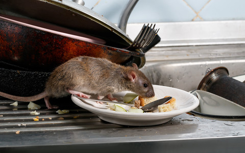 "Nikt nie powinien żyć ze szczurami". Plaga gryzoni w Dublinie
