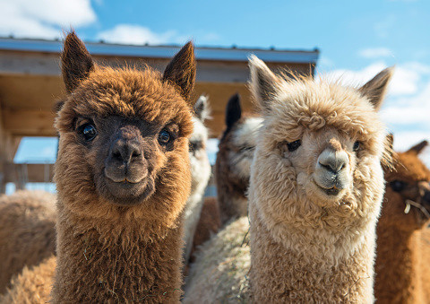 The alpaca wedding trend has hit Ireland