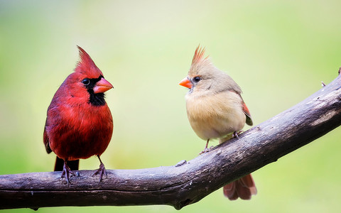 Naukowiec o ptakach, zdradach i porzuconych gniazdach 