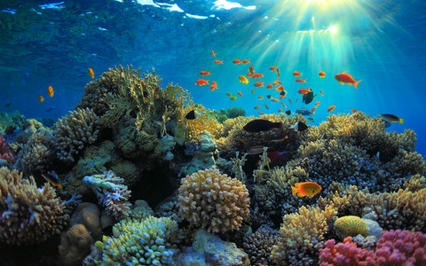 U brzegów Madery powstaje... sztuczna rafa koralowa 