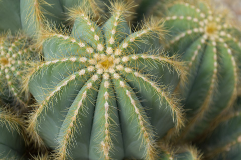 Kaktus - magiczny składnik w pielęgnacji skóry