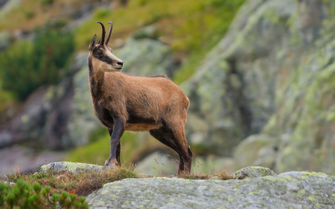 W Tatrach żyje 1 431 kozic