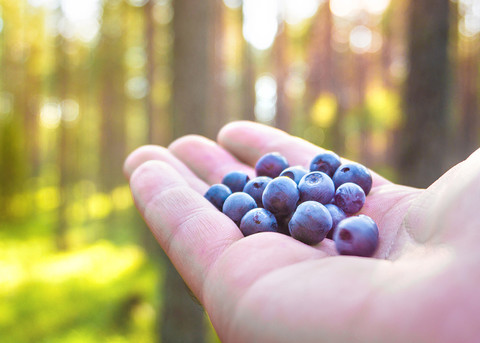 Fińskie owoce leśne naturalną bronią na superbakterie