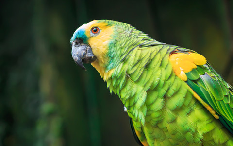 Genomy papug ujawniają sekrety ich długowieczności i intelektu