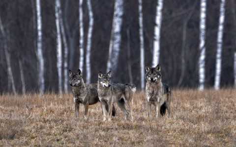 Wyjątkowo liczną watahę wilków zaobserwowano w Bieszczadach
