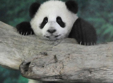 Misie panda - skarb narodowy Chińczyków!