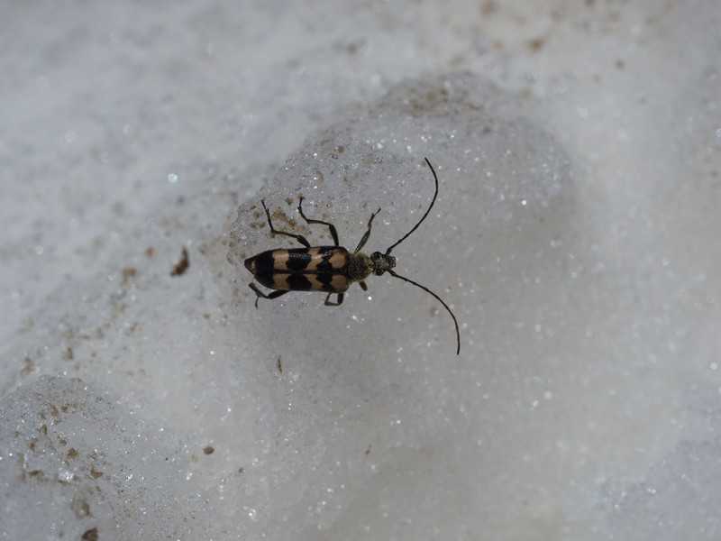 Zimą na śniegu też można spotkać owady! (wideo) 