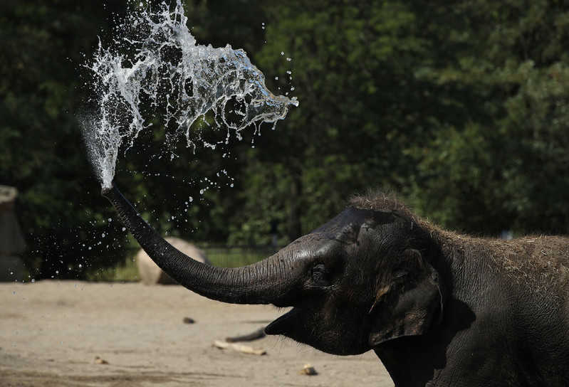 Sierociniec słoni jedną z najpopularniejszych atrakcji Sri Lanki