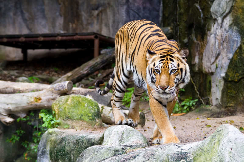 Pracownicy angielskiego zoo proszą o przysyłanie perfum dla... tygrysów