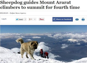 Pies, który czterokrotnie zdobył Ararat!