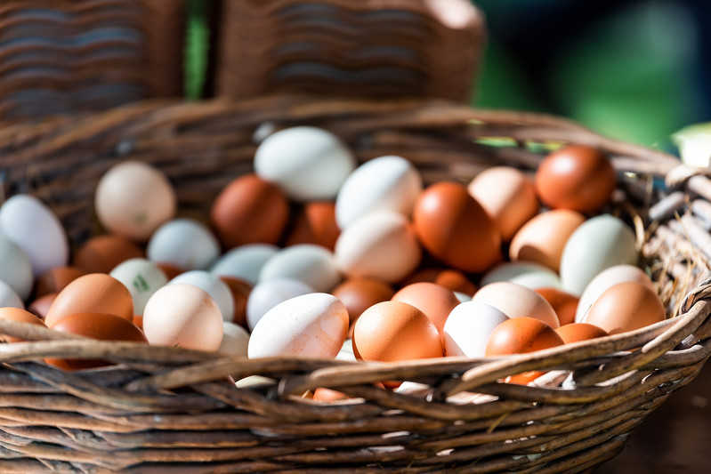Kontrowersje zdrowotne związane z jedzeniem jajek