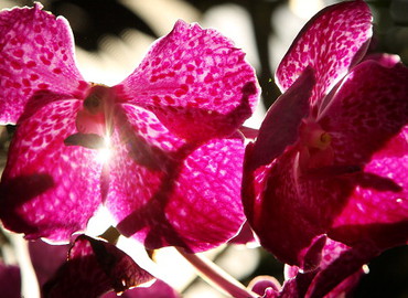 Orchidee o zapachu... padliny?