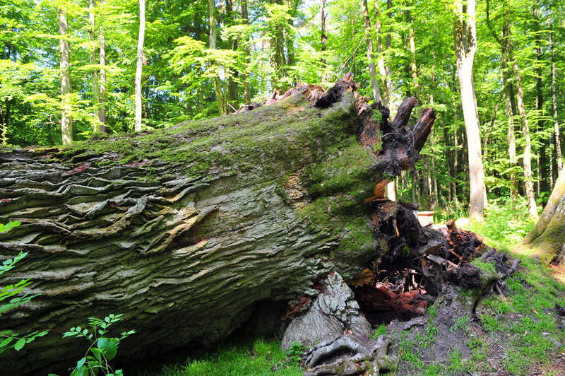 Najstarsze drzewa w Polsce, które warto zobaczyć