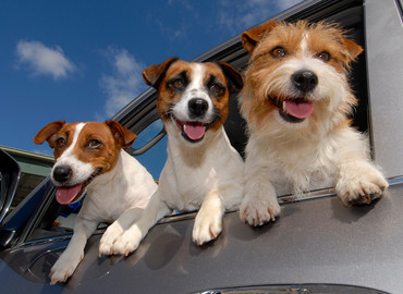 2/3 amerykańskich psów jeździ bez pasów!