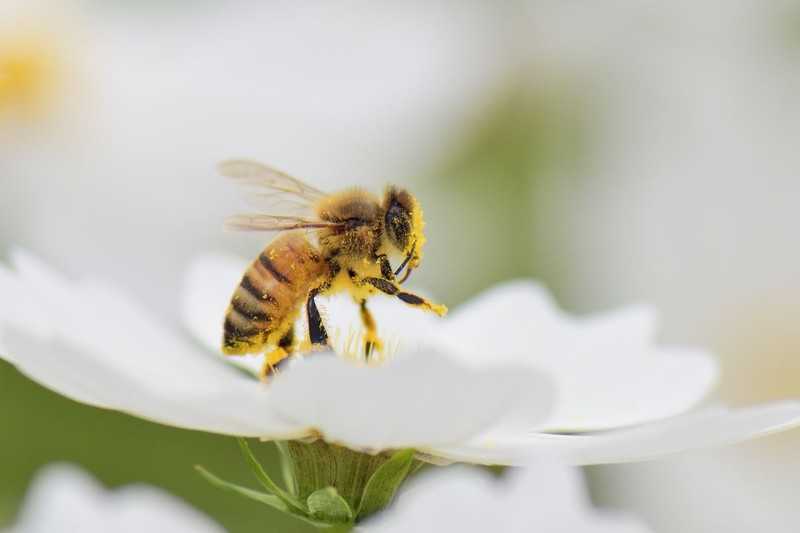 Niedoceniany pyłek pszczeli może pretendować do miana eliksiru młodości