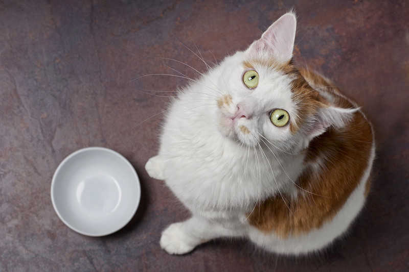 Koty, które dostają jedzenie tylko raz dziennie, są zdrowsze