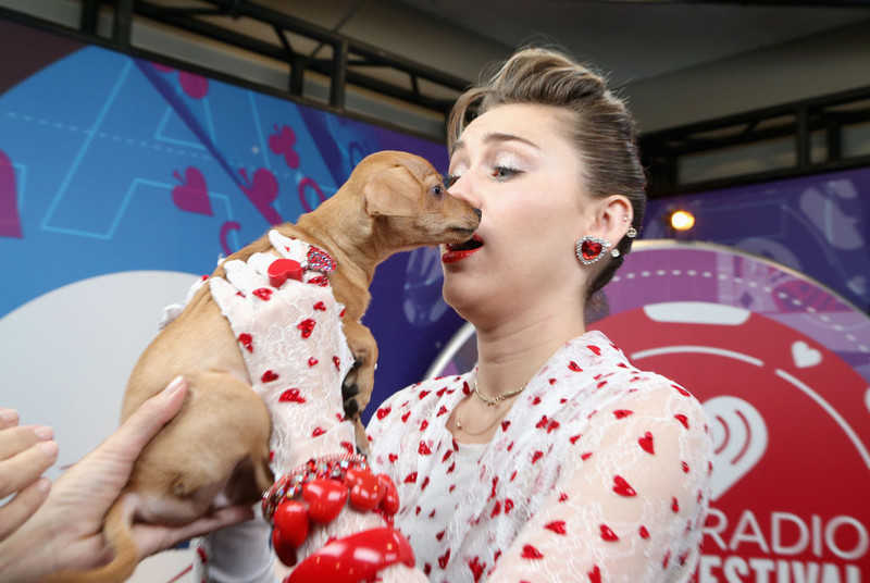 Miley Cyrus zdradziła, że jej pies prawie umarł na planie telewizyjnego show