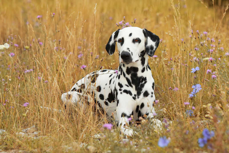 Najbliżej idealnej rasy psów są... dalmatyńczyki?