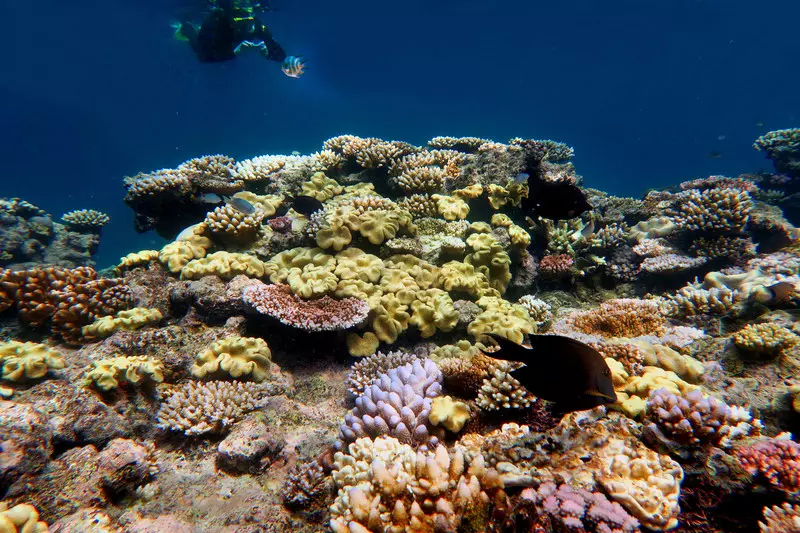 99 proc. koralowców z Wielkiej Rafy Koralowej może do 2025 roku zniknąć...