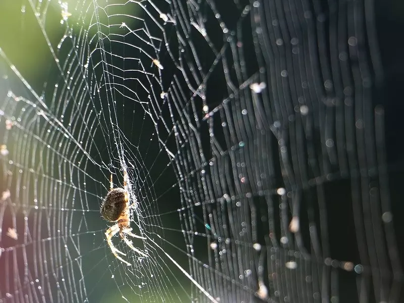 Naukowiec bada, jak brzmi pajęczyna, by nauczyć się.... języka pająków