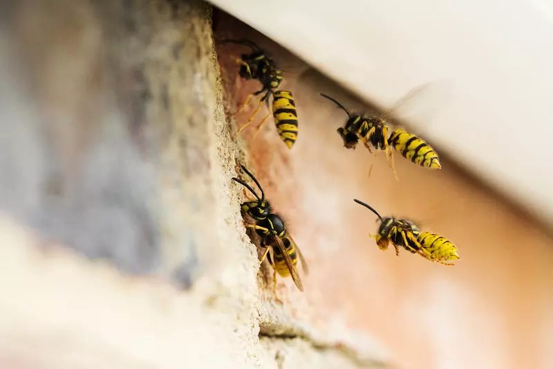Naukowcy bronią osy: "Są tak samo ważne jak pszczoły"